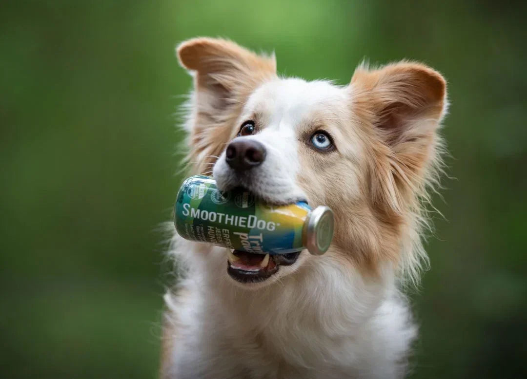 Ein hellbraun-weißer Hund mit blauen Augen hält eine SmoothieDog-Flasche im Maul. Die Sorte „Erfrischung Huhn“ ist gut lesbar. Der Hintergrund ist unscharf und grün, der Fokus liegt ganz auf dem Hund.