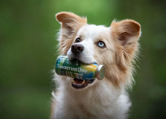 Ein hellbraun-weißer Hund mit blauen Augen hält eine SmoothieDog-Flasche im Maul. Die Sorte „Erfrischung Huhn“ ist gut lesbar. Der Hintergrund ist unscharf und grün, der Fokus liegt ganz auf dem Hund.