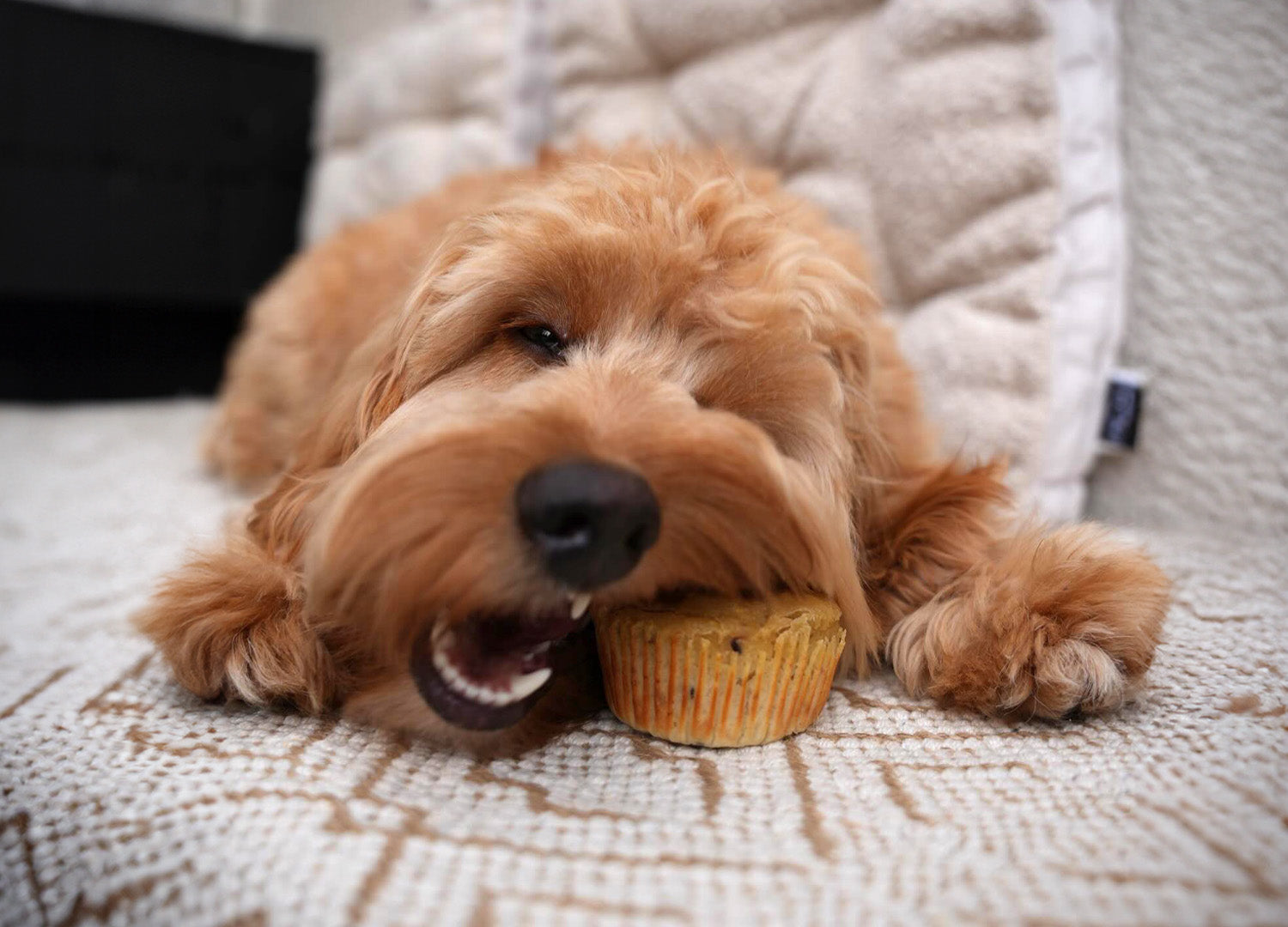 Ein flauschiger, karamellfarbener Hund liegt entspannt auf einer weichen Decke und knabbert genüsslich an einem goldbraunen Muffin in einem Papierförmchen. Ein gemütlicher Genussmoment mit einem selbstgebackenen Snack – ideal zum Verwöhnen!