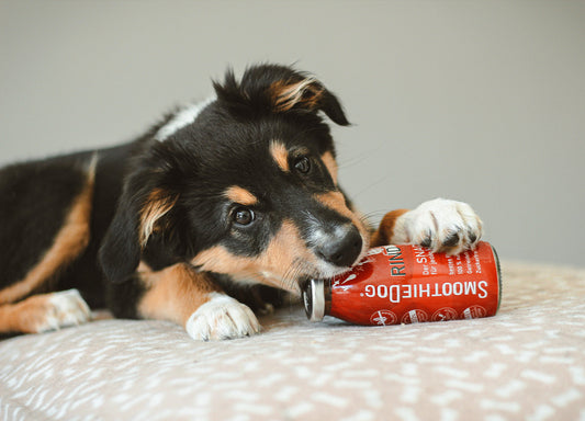 Ein Welpe liegt auf einem Kissen und hat eine Flasche SmoothieDog Rind im Mund.