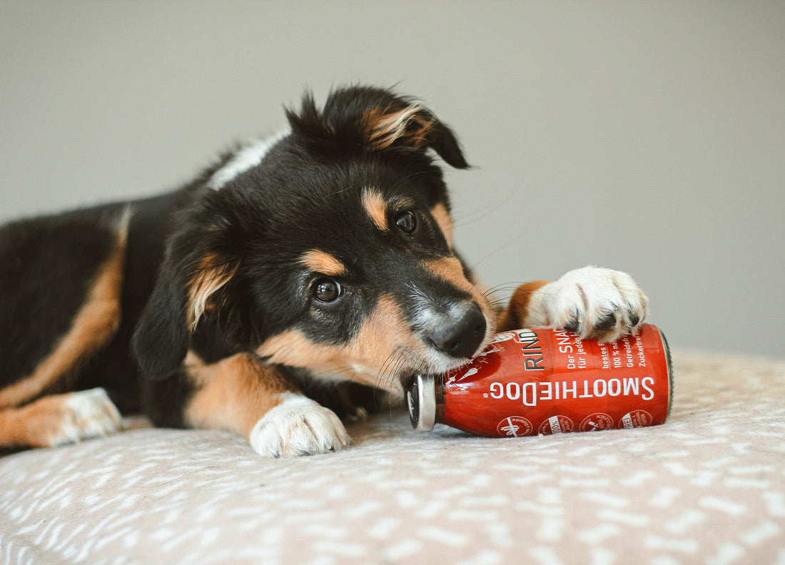 Ein Welpe liegt auf einem Kissen und hat eine Flasche SmoothieDog Rind im Mund.