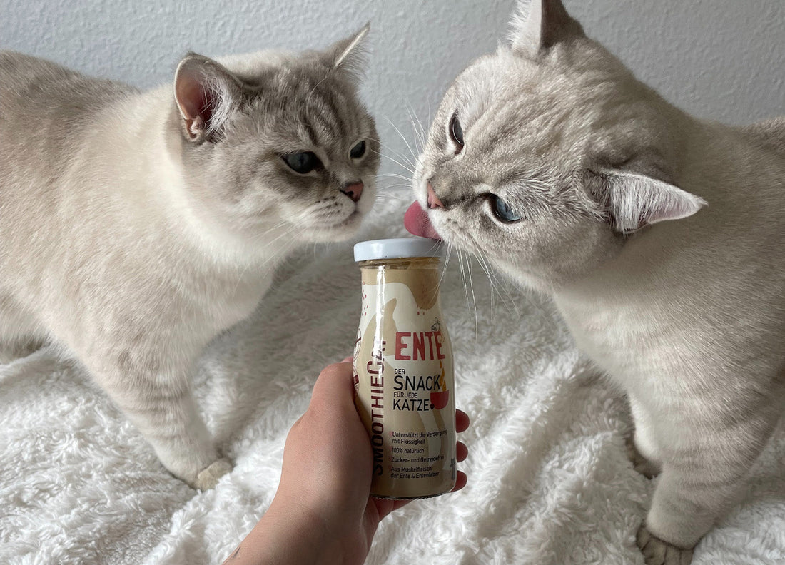 Zwei Katzen schlecken an einer Flasche SmoothieCat Katzensmoothie Ente