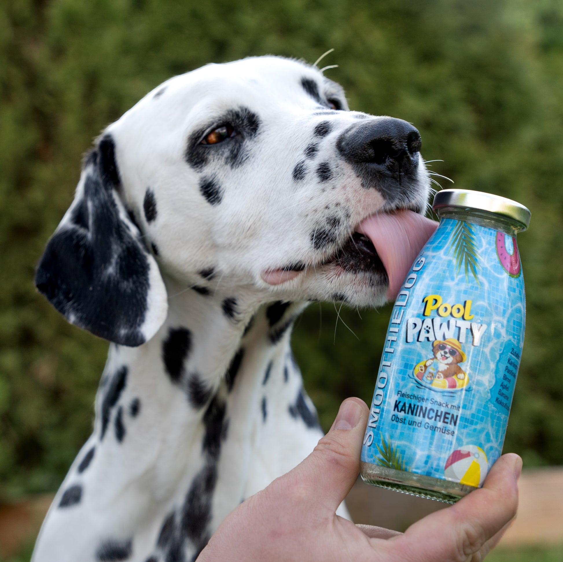 SmoothieDog Pool Pawty Summer Edition im Glas (250 ml): Ein Dalmatiner schleckt draußen im Grünen an einem Hundesmoothie mit Kaninchen, Obst und Gemüse. Das Bild zeigt die sommerliche Pool-Pawty-Flasche in der Hand, während der Hund neugierig probiert – erhältlich als 3er-Pack (3x 250ml.), 6er-Pack (6x 250ml.) und 12er-Pack (12x 250ml.).