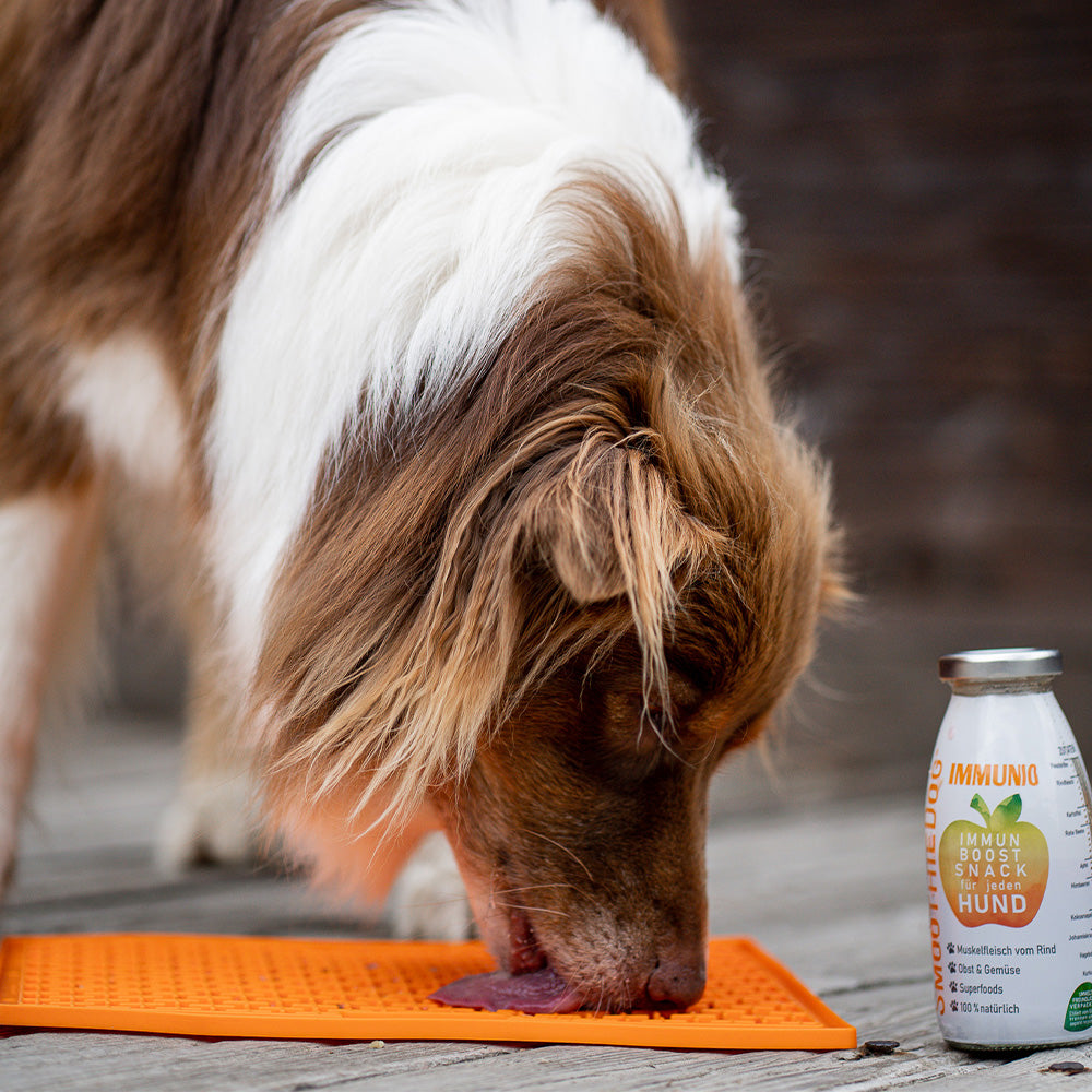 Hundesmoothie LickiMat-Large Bundle