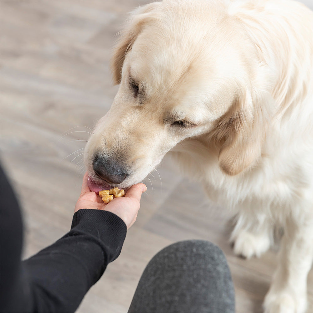 Ein cremefarbener Golden Retriever-Hund leckt kleine gebackene Leckerlis aus der Hand einer Person. Im Hintergrund ist ein heller Fußboden zu sehen. Das Bild zeigt die Belohnung mit selbstgemachten Snacks aus der Backmatte.