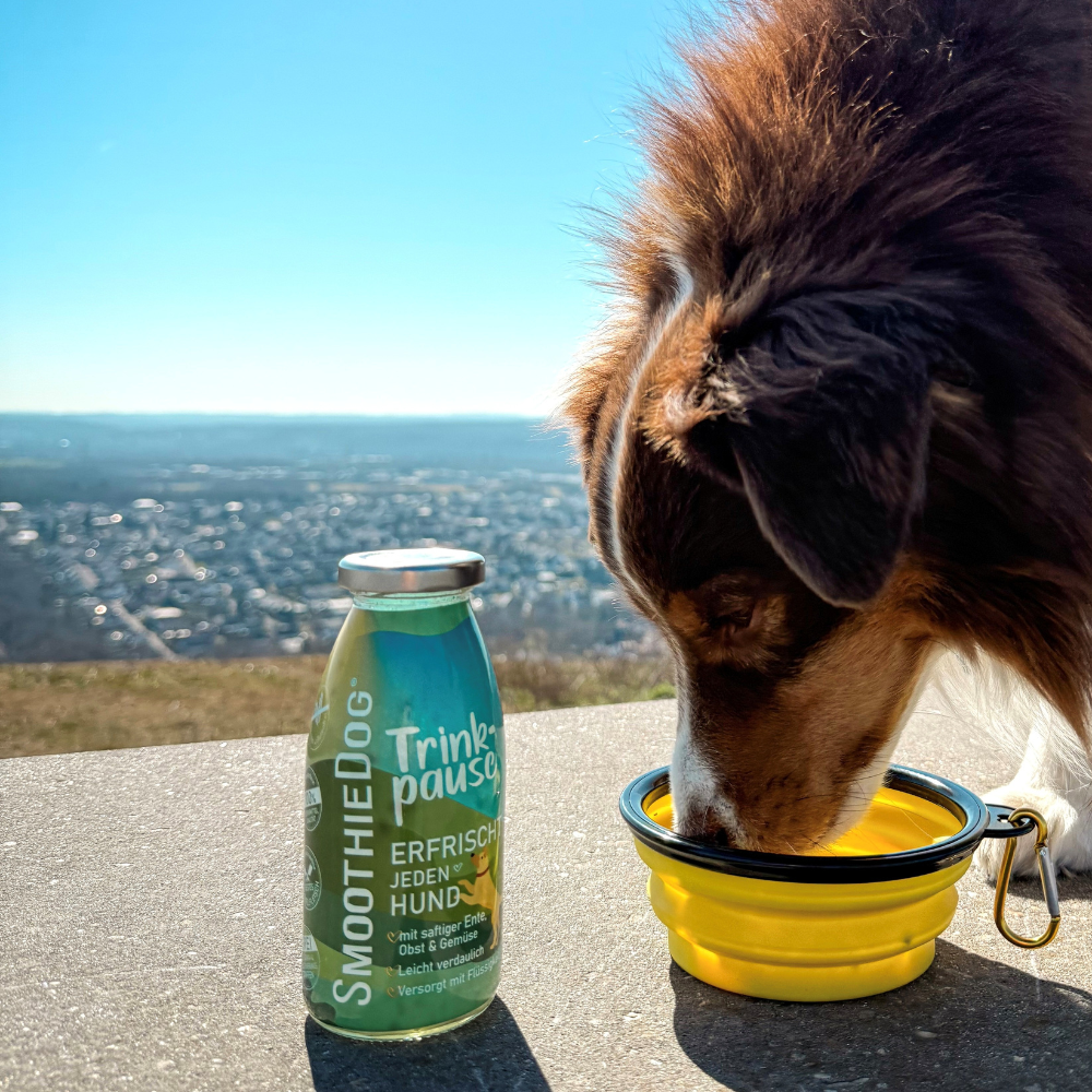 Ein Hund trinkt an einem sonnigen Tag aus einem Gelb-farbenen faltbaren Napf, neben ihm steht eine Flasche SmoothieDog Trinkpause. Im Hintergrund liegt eine weitläufige Stadtlandschaft. Die Sorte Trinkpause eignet sich ideal für unterwegs. Der Napf ist erhältlich in Grün, Pink und Gelb.