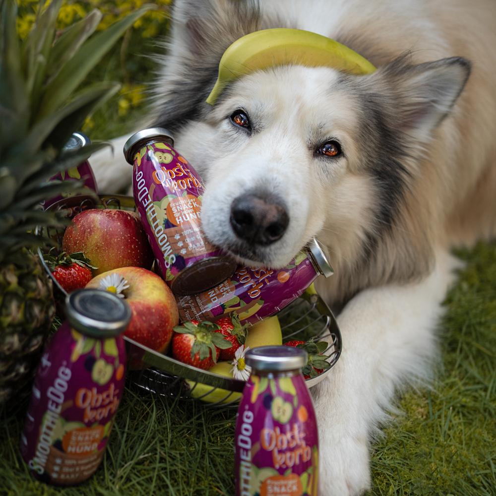 Hund liegt im Gras mit einer Banane auf dem Kopf und umgeben von SmoothieDog ‚Obstkorb‘ Flaschen sowie frischem Obst wie Äpfeln, Erdbeeren und Ananas. Fruchtiger Snack für Hunde mit Obst & Superfoods. Erhältlich im 3er-Pack (3x 250ml.), 6er-Pack (6x 250ml.) und 12er-Pack (12x 250ml.)