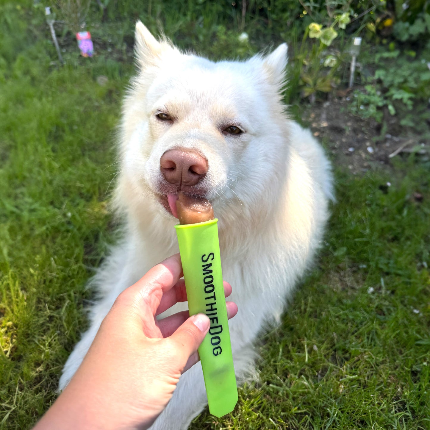 Ein weißer Hund schleckt genüsslich aus einer wiederverwendbaren, grünen SmoothieDog-Eisform, die von einer Hand gehalten wird – perfekte Abkühlung im sommerlichen Garten.
