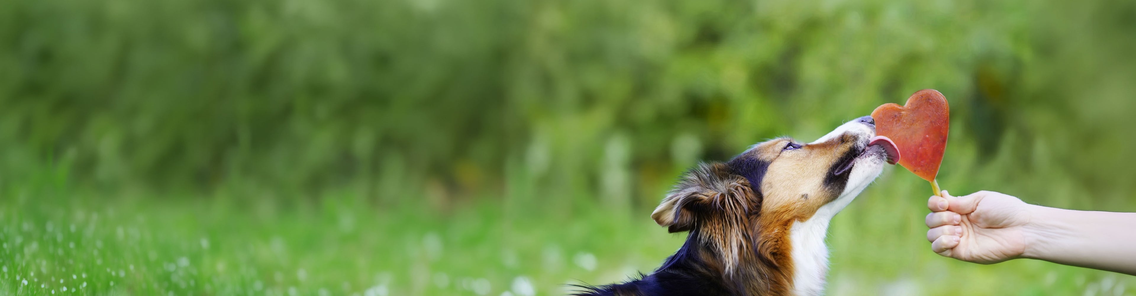 Hund leckt genüsslich an einem herzförmigen gefrorenen Snack, der ihm von einer Hand gehalten wird. Der Kauartikel sorgt für Beschäftigung und Abkühlung, besonders an warmen Tagen.