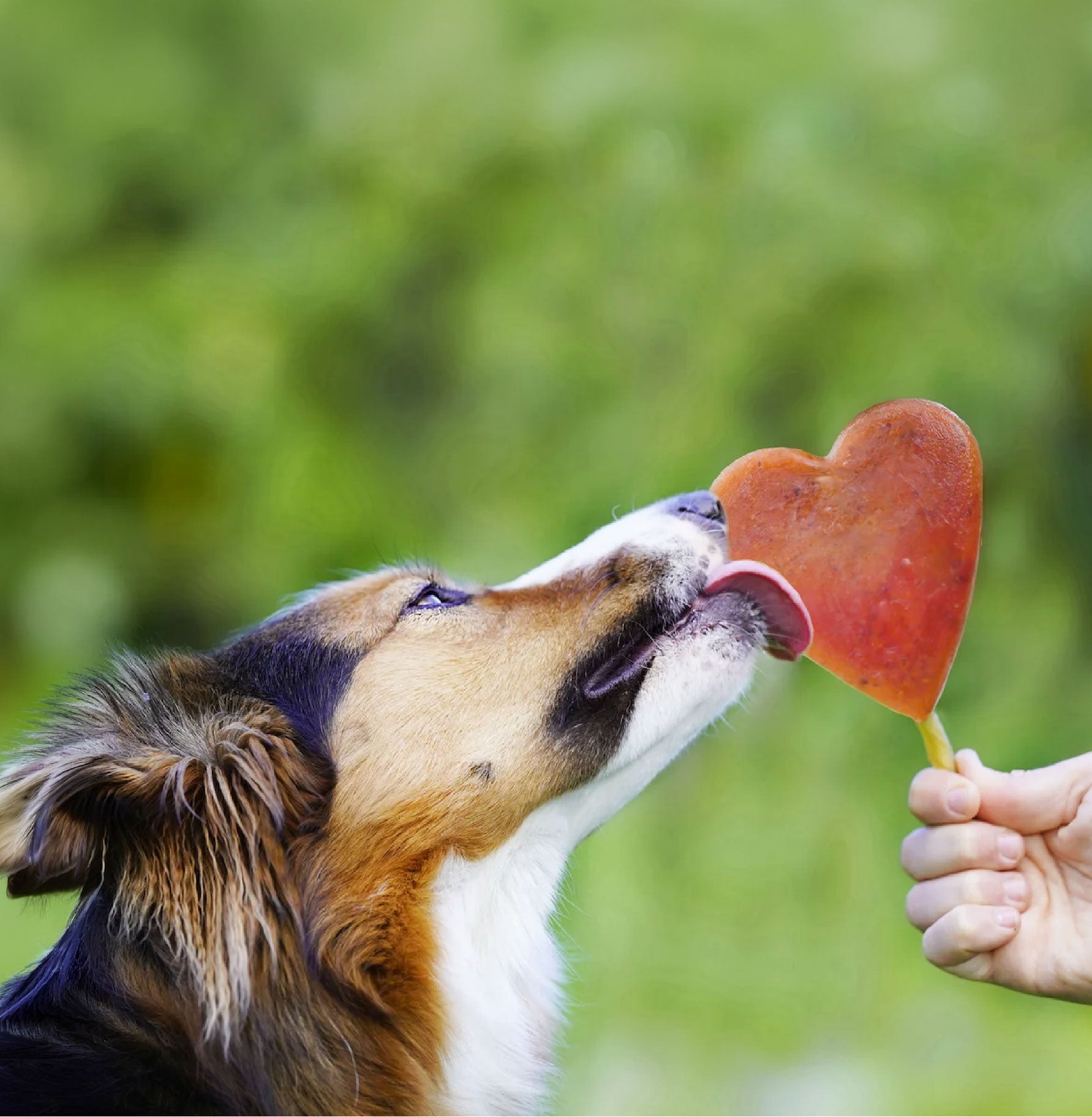 Hund leckt genüsslich an einem herzförmigen gefrorenen Snack, der ihm von einer Hand gehalten wird. Der Kauartikel sorgt für Beschäftigung und Abkühlung, besonders an warmen Tagen.