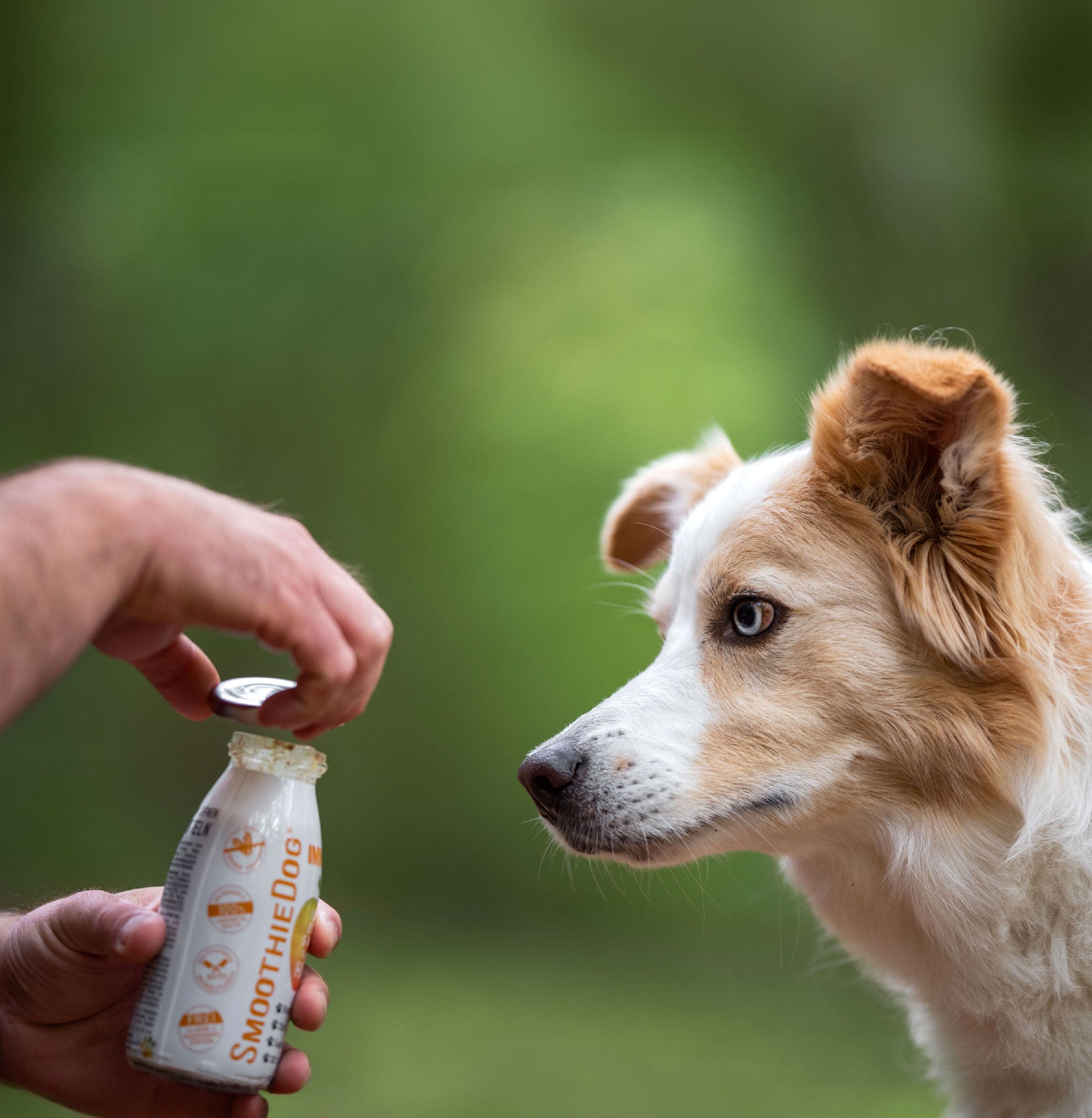 Eine Person öffnet eine SmoothieDog Flasche, während ein Hund aufmerksam daneben wartet. Der Hundesmoothie dient als gesunder Snack oder Ergänzung für unterwegs und im Alltag.
