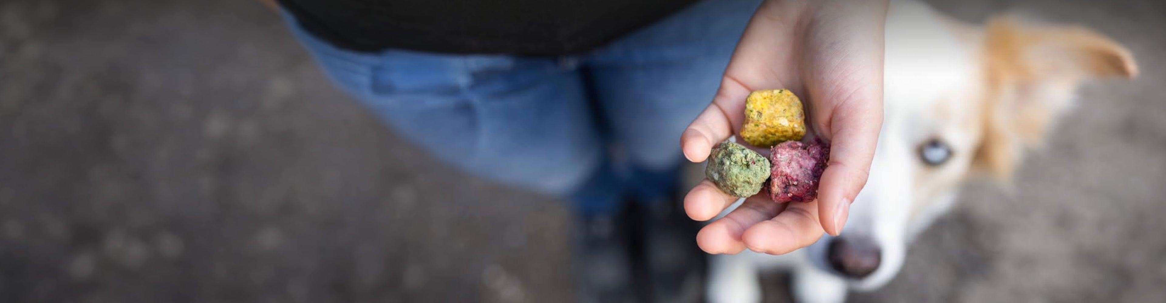 Hand hält drei gefriergetrocknete SmoothieDog Bites in verschiedenen Farben, während ein Hund im Hintergrund neugierig zuschaut. Die Snacks bestehen aus natürlichen Zutaten wie Fleisch, Gemüse und Obst und eignen sich als gesunde Belohnung für jeden Hund.
