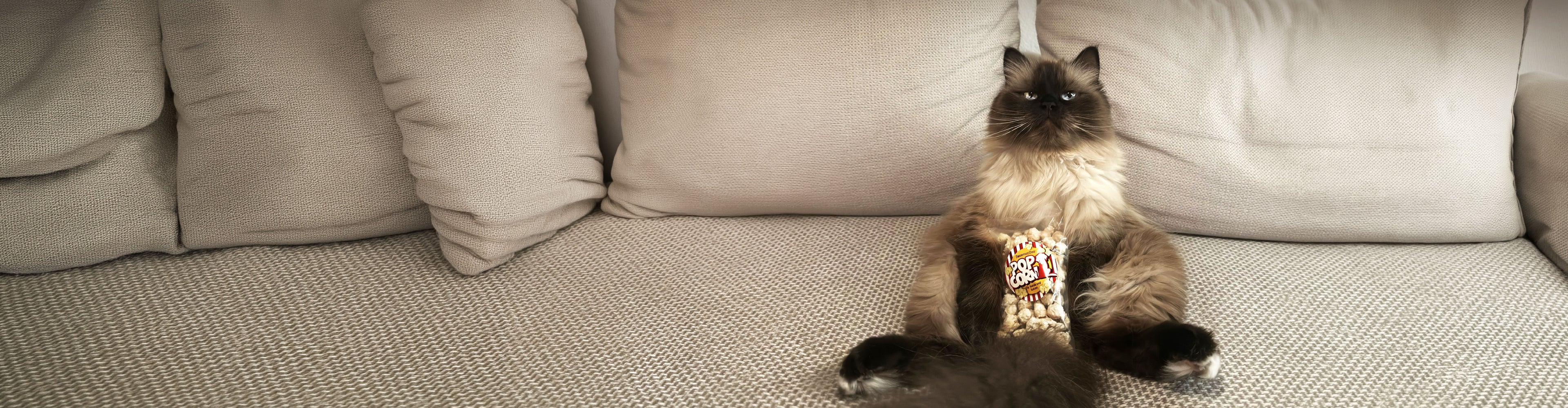 Katze sitzt entspannt auf einem Sofa und hält spielerisch eine Tüte Snacks in den Pfoten. Die Szene zeigt die Akzeptanz und den Genuss natürlicher Katzensnacks im Alltag.