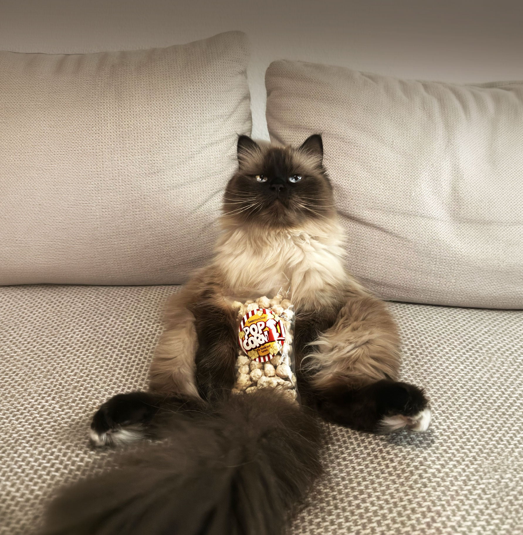 Katze sitzt entspannt auf einem Sofa und hält spielerisch eine Tüte Snacks in den Pfoten. Die Szene zeigt die Akzeptanz und den Genuss natürlicher Katzensnacks im Alltag.