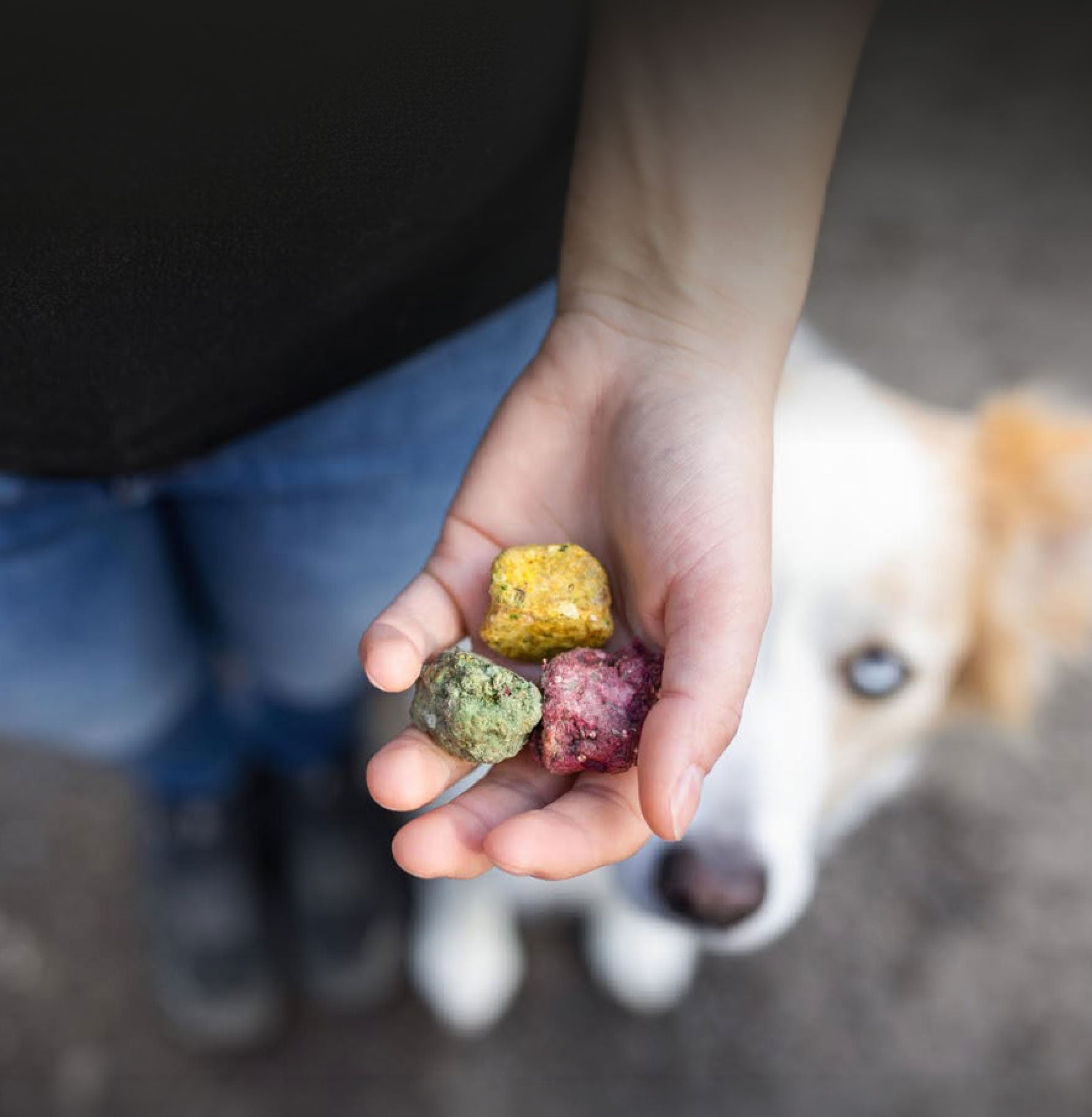 Hand hält drei gefriergetrocknete SmoothieDog Bites in verschiedenen Farben, während ein Hund im Hintergrund neugierig zuschaut. Die Snacks bestehen aus natürlichen Zutaten wie Fleisch, Gemüse und Obst und eignen sich als gesunde Belohnung für jeden Hund.