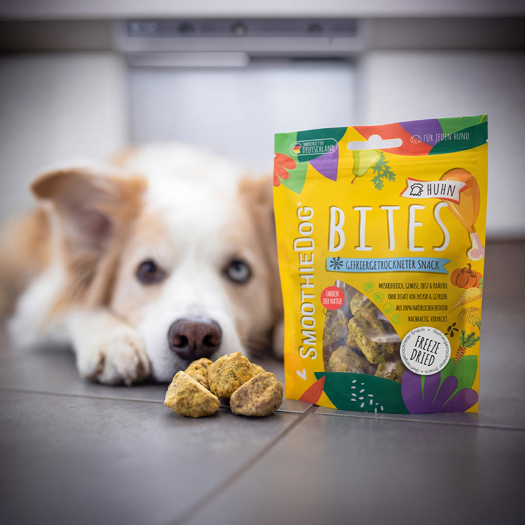 Gefriergetrocknete Hundesnacks SmoothieDog Bites Huhn stehen vor einem Hund, der die Snacks aufmerksam betrachtet, ideal als gesunde Belohnung im Alltag.