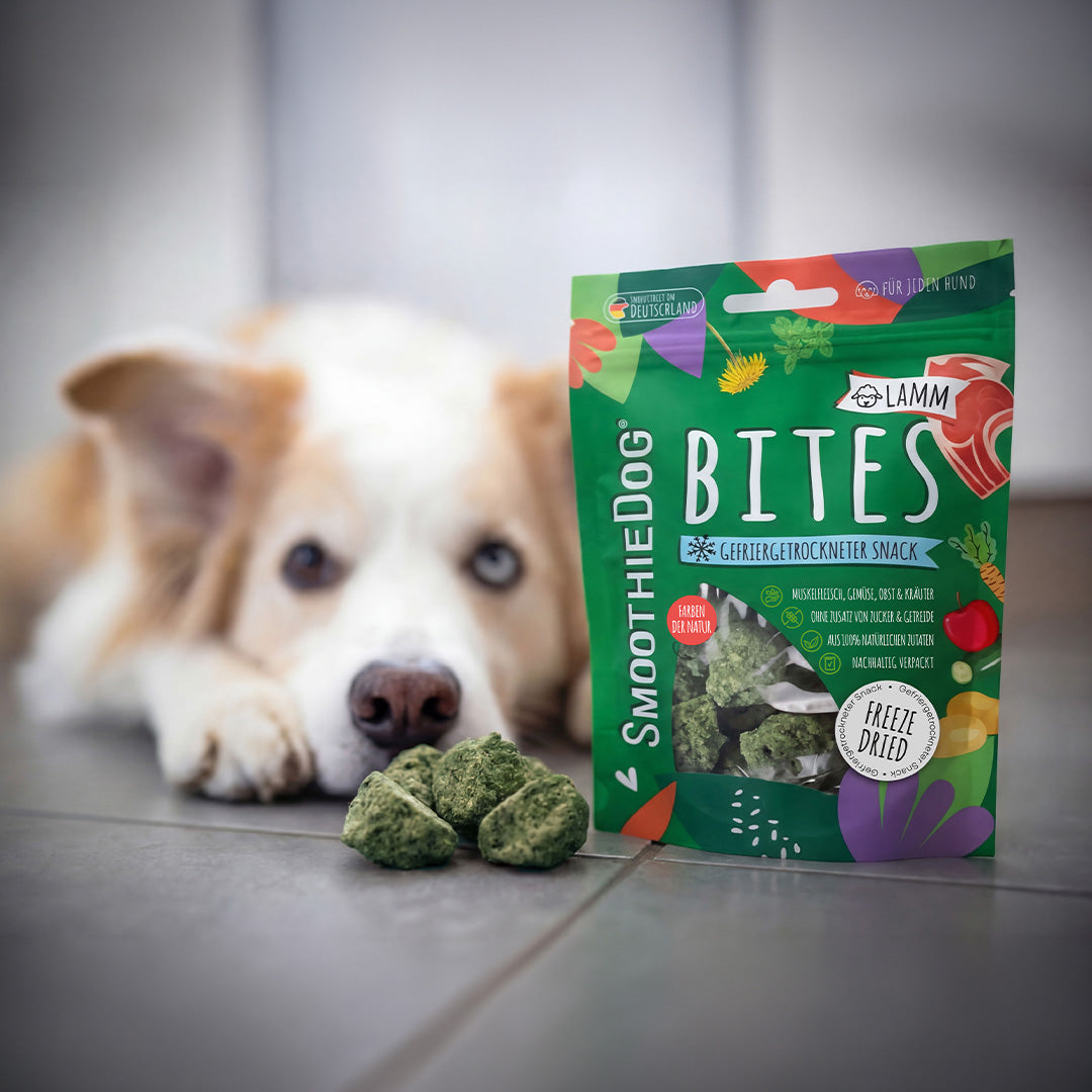 Gefriergetrocknete Hundesnacks SmoothieDog Bites Lamm stehen vor einem Hund, der die Snacks aufmerksam betrachtet, ideal als natürliche Belohnung für Hunde.