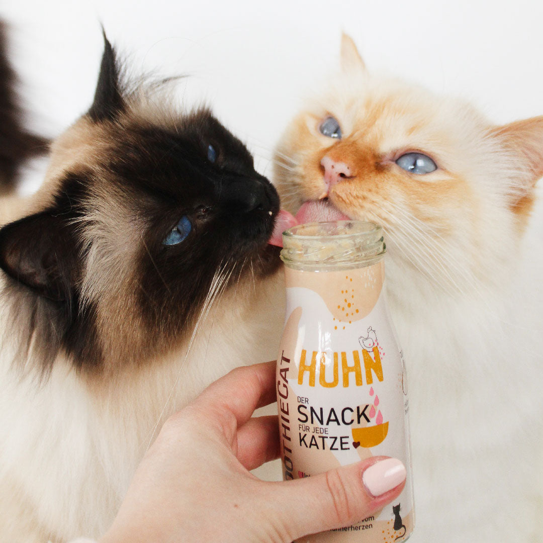 SmoothieCat Deal des Monats