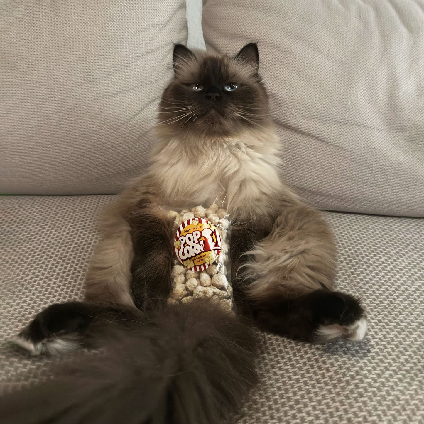 SmoothieCat Deal des Monats Januar