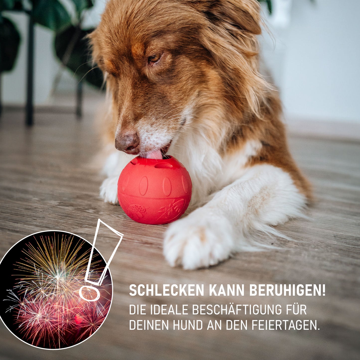 SmoothieDog Deal des Monats Dezember