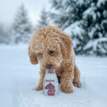 SmoothieDog Deal des Monats Februar