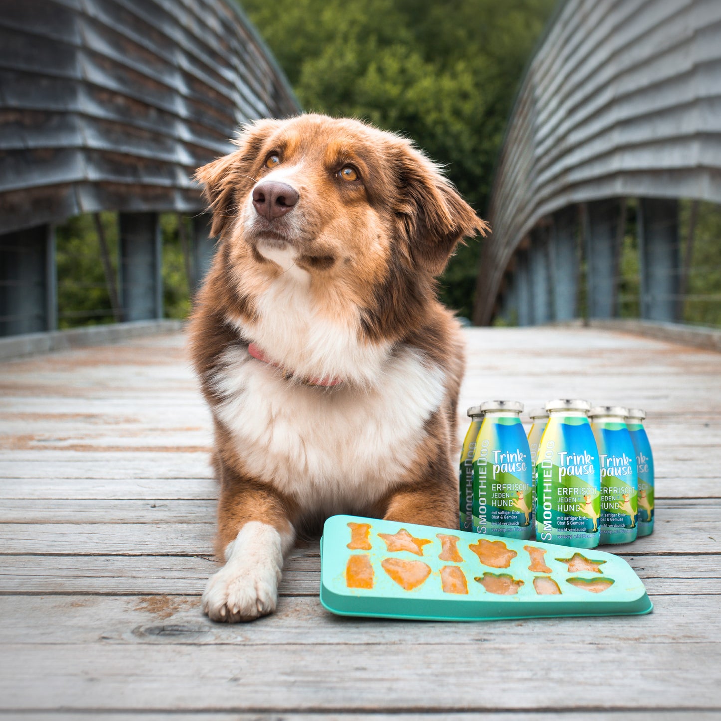 SmoothieDog Deal des Monats Mai