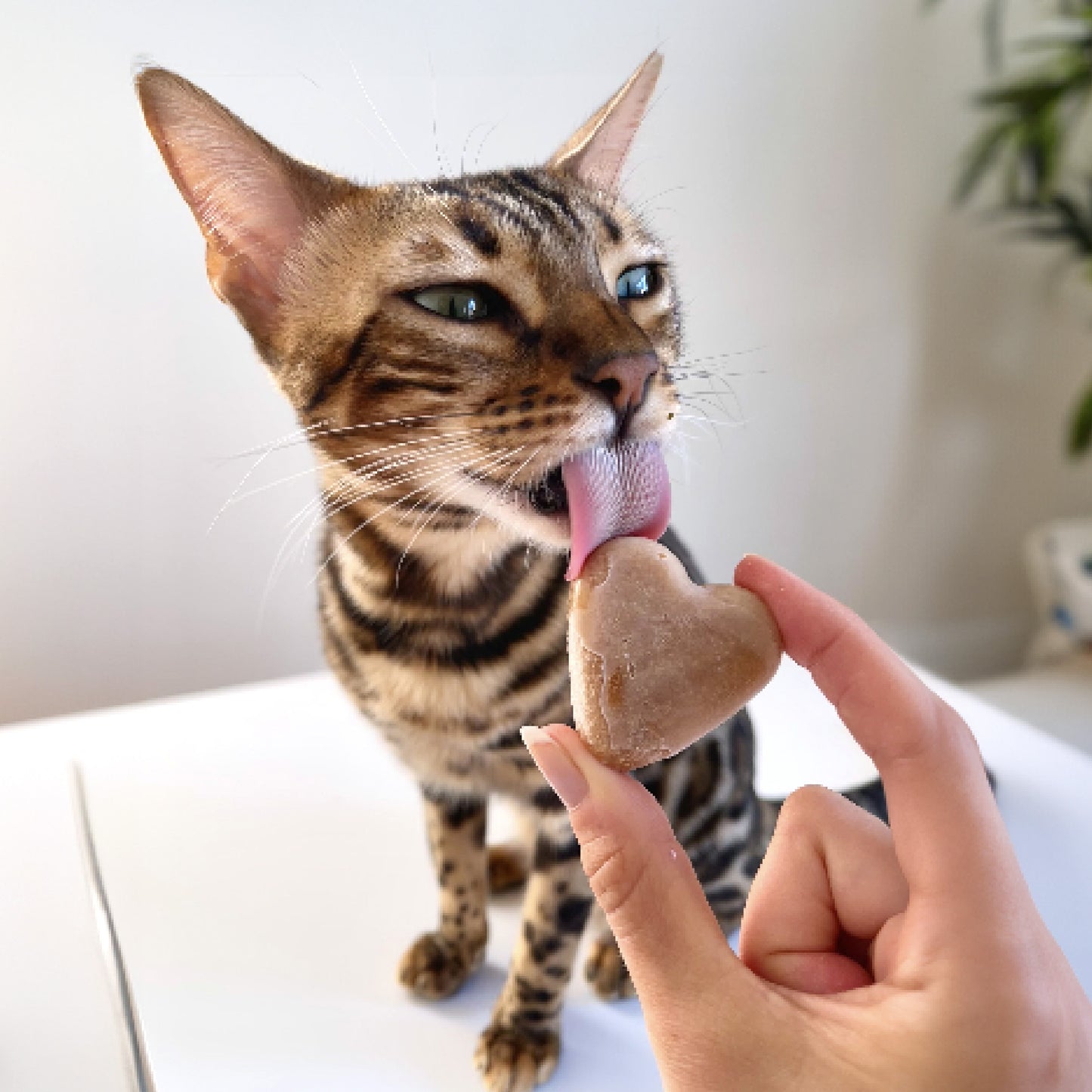 SmoothieCat Deal des Monats