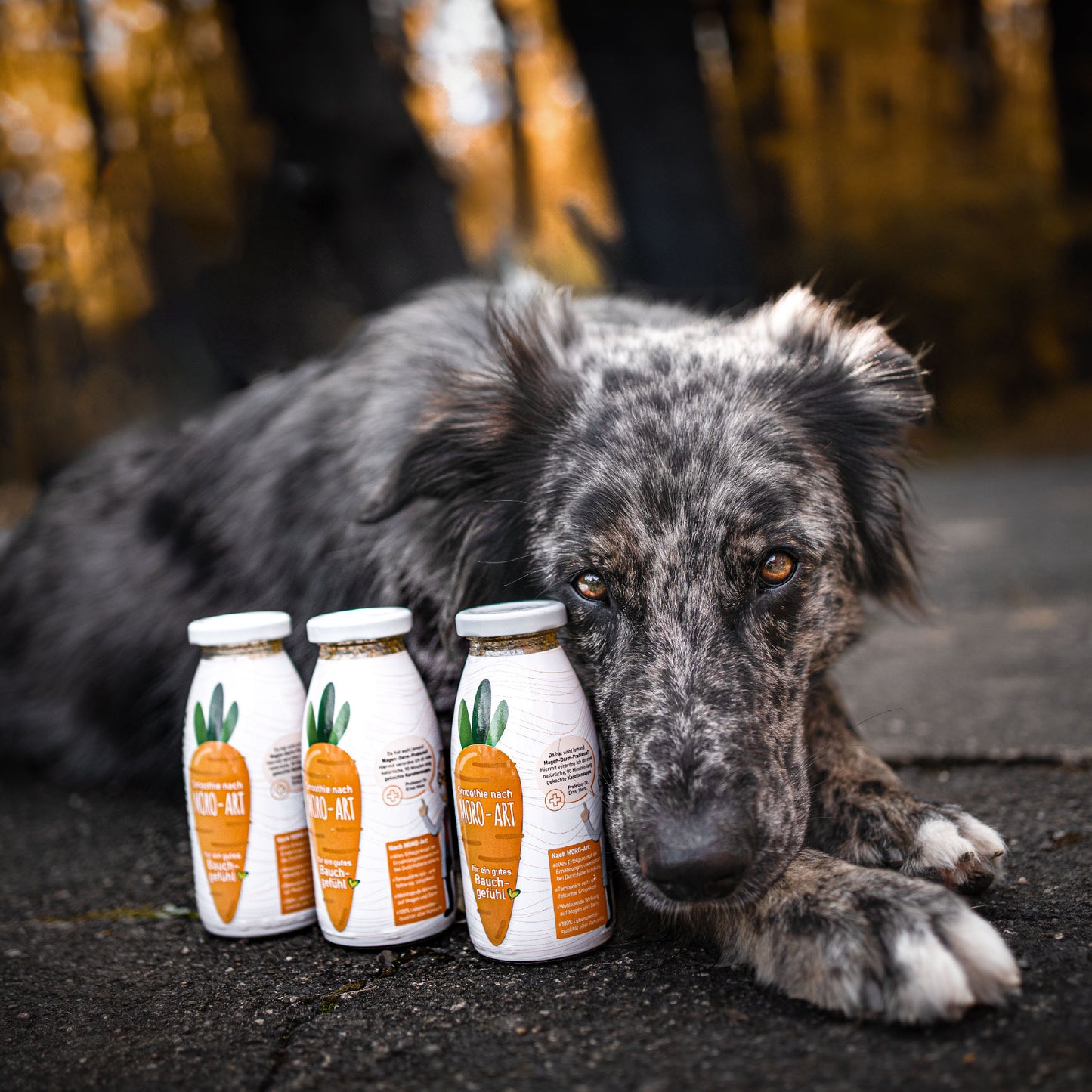 SmoothieDog Deal des Monats November