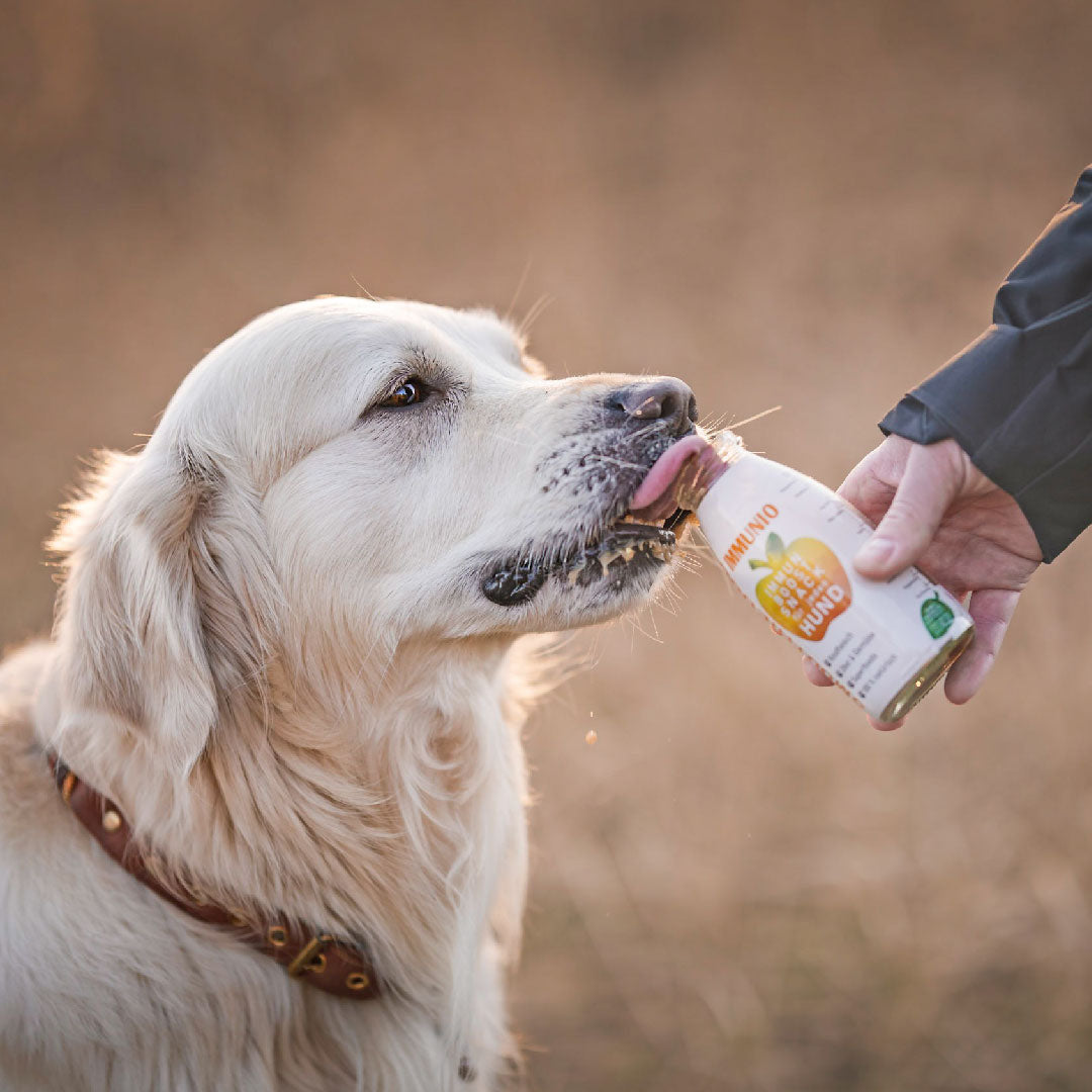 SmoothieDog Deal des Monats Oktober