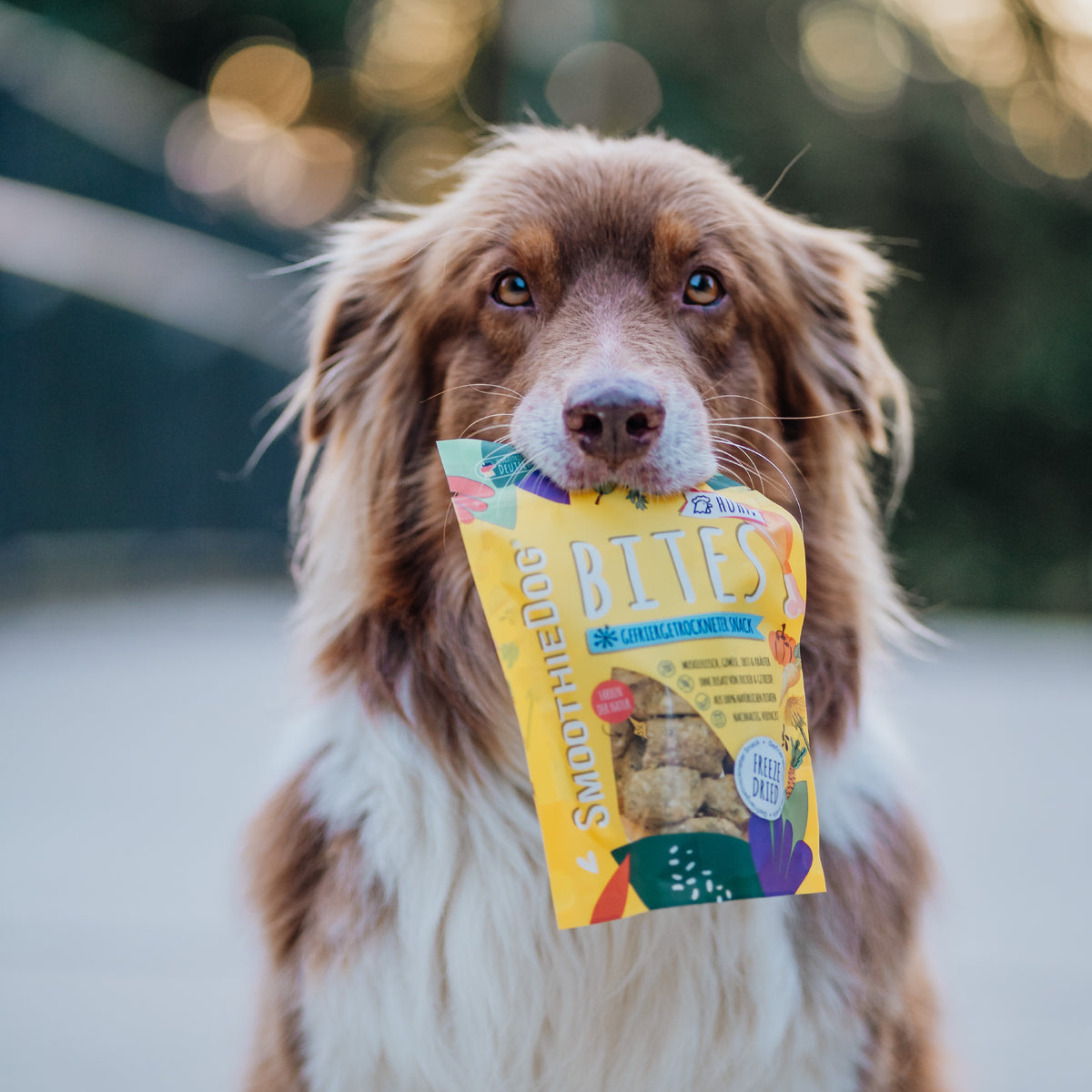 SmoothieDog Deal des Monats Oktober