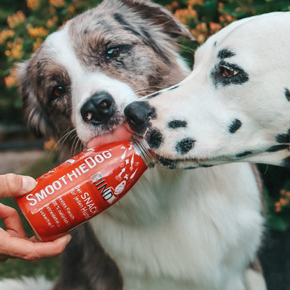 SmoothieDog Deal des Monats September