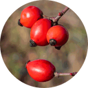 Reife Hagebutten an einem Ast mit glänzend roter Schale und typischem dunklen Blütenansatz – vitaminreiche Zutat für Hunde mit natürlichem Vitamin-C-Gehalt und antioxidativen Eigenschaften. Ideal als gesunde Ergänzung im Smoothie.