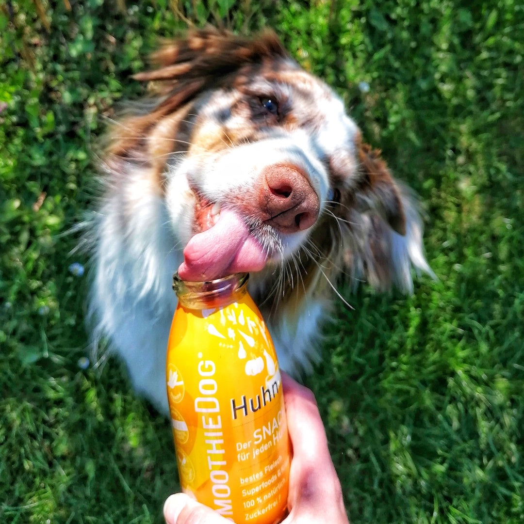 Einzelflasche Hundesmoothie Huhn
