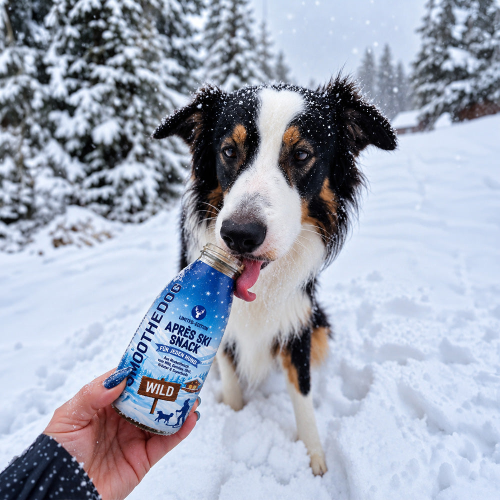 Ein schwarz-weiß-brauner Hund schleckt im Schnee an einer Flasche SmoothieDog Hundesmoothie Winter Edition Wild 2026. Erhältlich als 3er-Pack (3x 250ml.), 6er-Pack (6x 250ml.) und 12er-Pack (12x 250ml.).