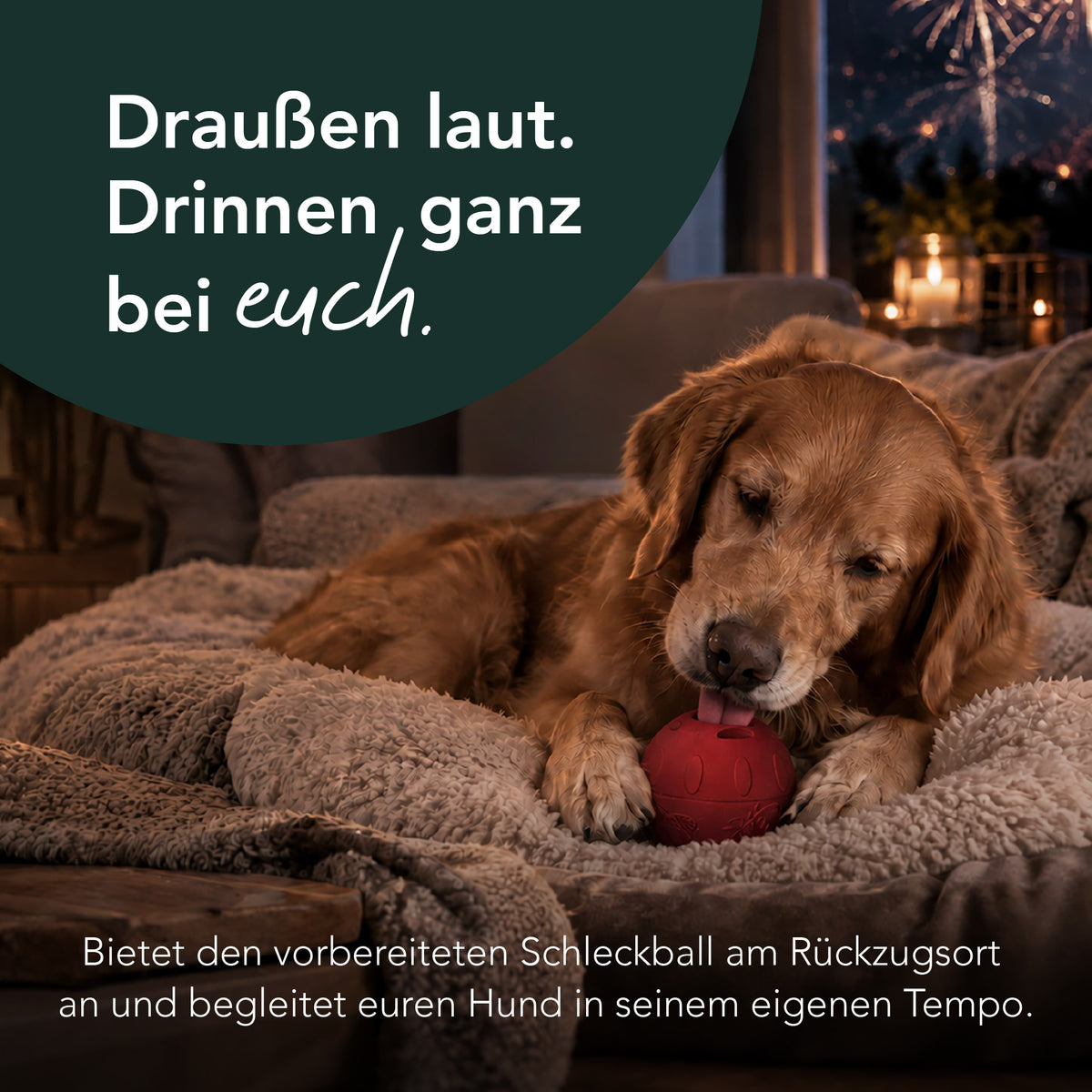 SmoothieDog Silvester-Bundle Sensitivo – Komplettset