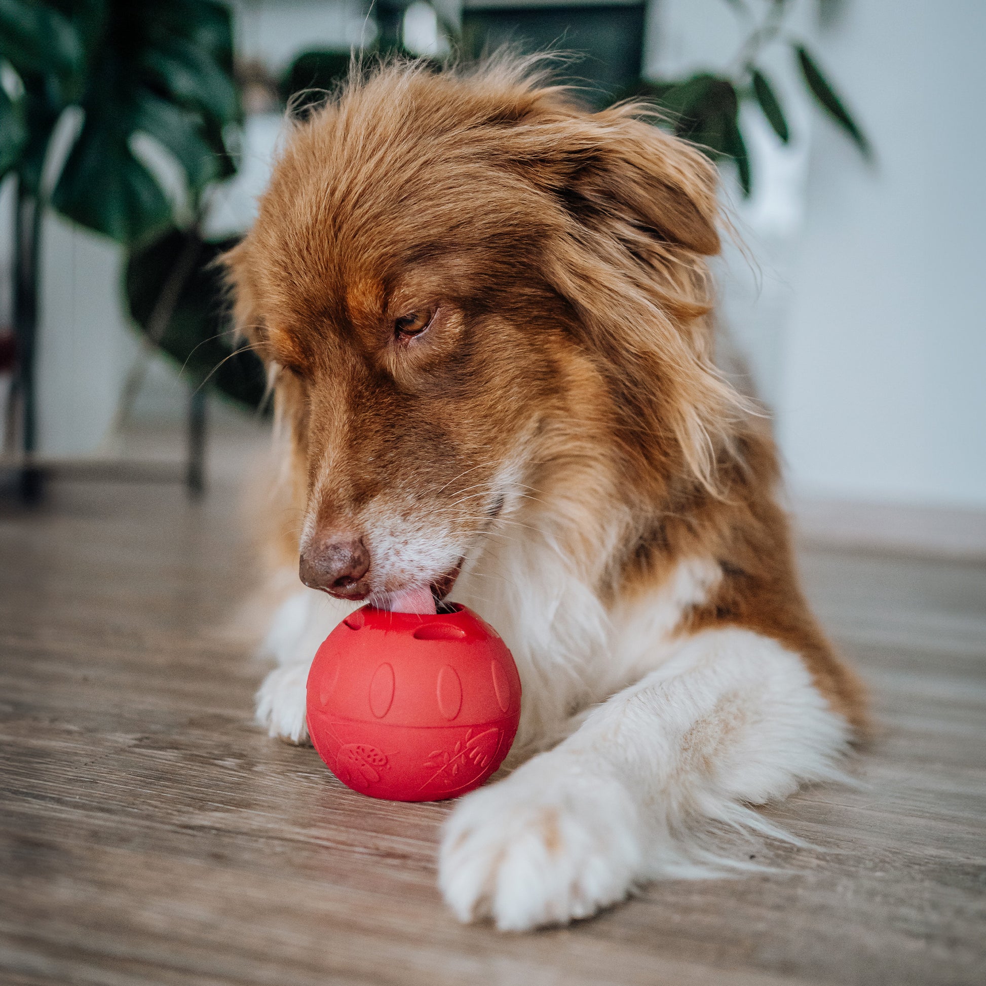 Hund beschäftigt sich mit dem SmoothieDog Schleckball: Ein braun-weißer Hund liegt entspannt auf dem Boden und leckt an einem roten Schleckball. Im Hintergrund sind Pflanzen zu sehen. Das Bild vermittelt, wie der Schleckball zur artgerechten Beschäftigung und zur Belohnung eingesetzt werden kann.