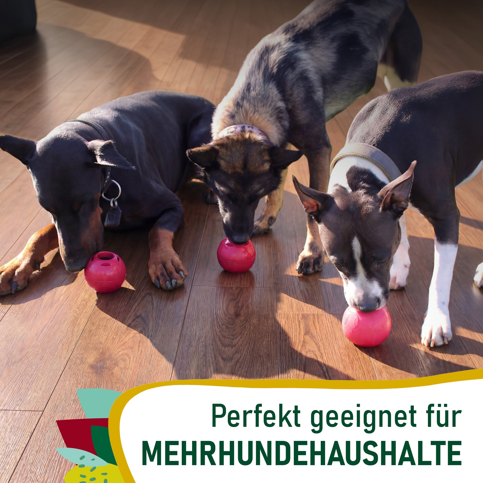 Auf dem Bild sind drei Hunde zu sehen, die jeweils einen SmoothieDog Schleckball vor sich haben. Auf dem Bild ist weiter der Schriftzug "Perfekt geeignet für Mehrhundehaushalte" zu sehen.