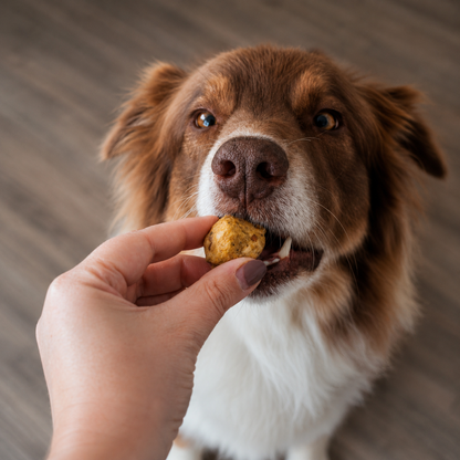 SmoothieDog Bites Huhn