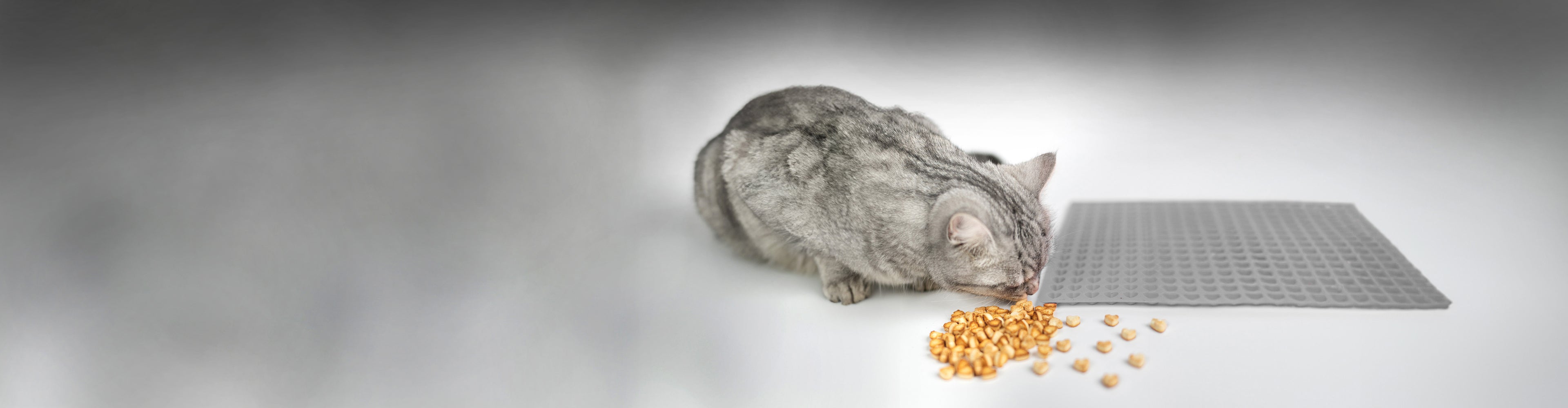 Eine silbergraue Katze leckt Körnchen von einem weißen Untergrund, neben ihr liegt eine leuchtend graue Silikon-LickiMat mit herzförmigen Mulden und verstreuten Maiskörnern.