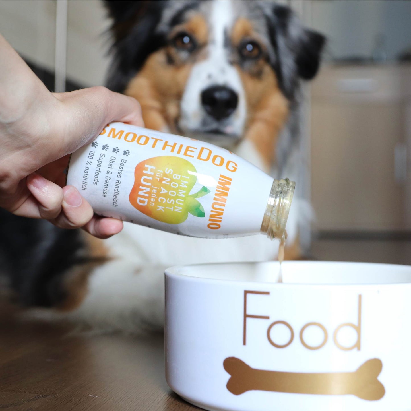 Eine Hand gießt einen SmoothieDog Immunio Hundesmoothie in eine Futterschüssel mit der Aufschrift „Food“. Im Hintergrund liegt ein aufmerksamer, dreifarbig gefleckter Hund und beobachtet das Geschehen. Der Fokus liegt auf dem natürlichen Immun-Boost-Getränk.