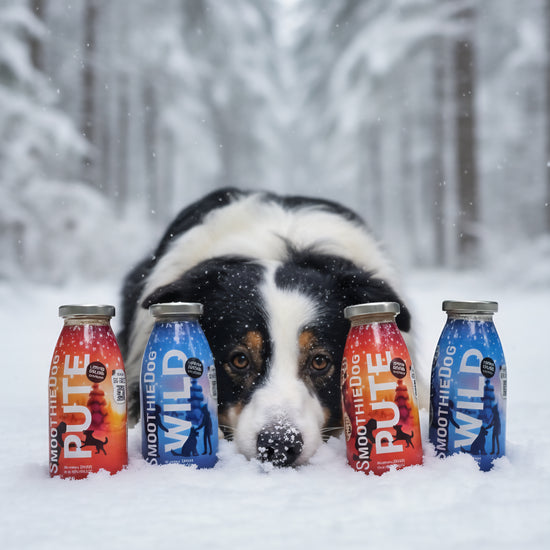 Hund freut sich über die SmoothieDog Winter-Edition 2025 in den Sorten „Wild“ und „Pute“. Im Video werden die limitierten Flaschen gezeigt, geöffnet und dem Hund serviert. Er trinkt begeistert den Smoothie, während winterliche Musik läuft und die Produkte erklärt werden. Verfügbar in er-Pack (3x 250ml.), 6er-Pack (6x 250ml.) und 12er-Pack (12x 250ml.).