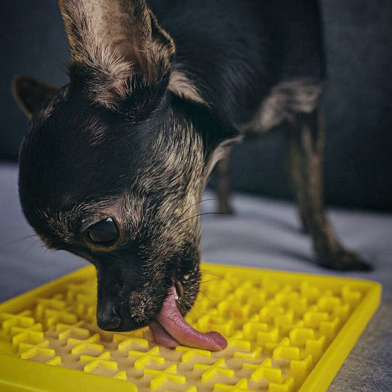 Ein mittelgroßer Hund liegt auf einer grünen Wiese und schleckt intensiv an einer mit Hundesmoothie bestrichenen, Schleckmatte (LickiMat Buddy). Die Szene vermittelt Ruhe und zeigt, wie der Snack zur Beschäftigung und Stressreduktion genutzt wird.
