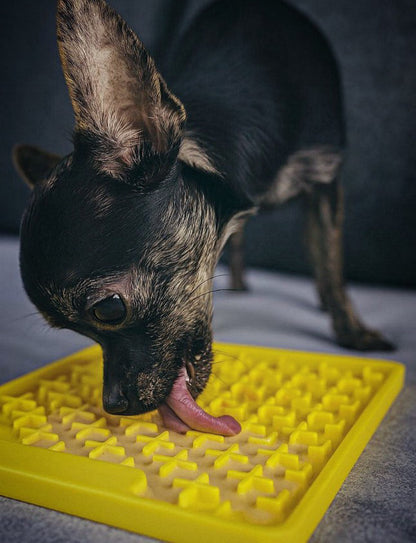 Ein mittelgroßer Hund liegt auf einer grünen Wiese und schleckt intensiv an einer mit Hundesmoothie bestrichenen, Schleckmatte (LickiMat Buddy). Die Szene vermittelt Ruhe und zeigt, wie der Snack zur Beschäftigung und Stressreduktion genutzt wird.