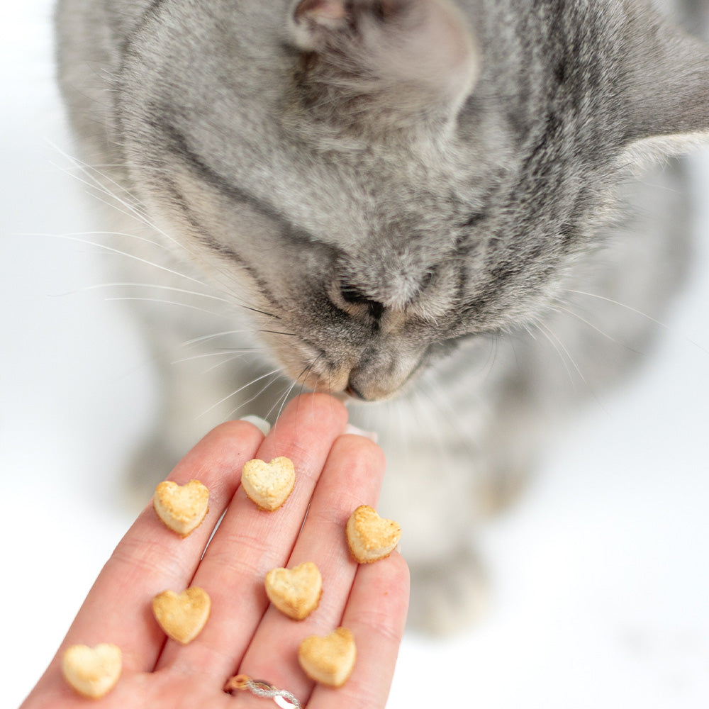 Graue Katze frisst herzförmige Katzenleckerlis direkt von einer pinkfarbenen Silikonmatte mit Herzmulden. Die Szene zeigt, wie die Leckerlis genutzt werden können – ideal als Belohnung oder Snack für zwischendurch.