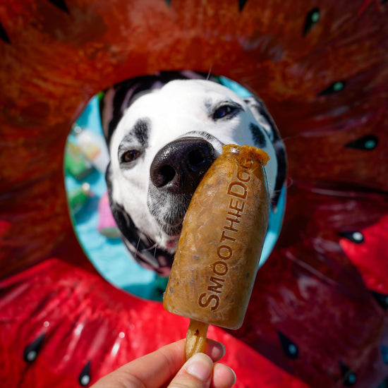 Ein Hund schleckt begeistert an einem herzförmigen Eis aus einer grünen Silikonform von SmoothieDog. Die Eisform wurde zuvor mit SmoothieDog befüllt und eingefroren. Perfekt für Sommer-Snacks, Beschäftigung und Belohnung.