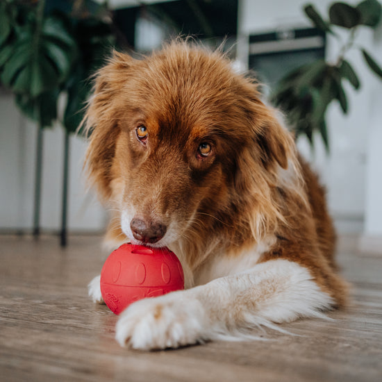 Das Video zeigt den SmoothieDog Schleckball in Aktion in verschiedenen Szenarien. Gefüllt wird er mit SmoothieDog Hundesmoothies.