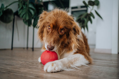Das Video zeigt den SmoothieDog Schleckball in Aktion in verschiedenen Szenarien. Gefüllt wird er mit SmoothieDog Hundesmoothies.