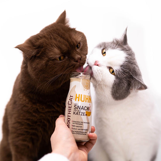 Video zeigt eine Flasche SmoothieCat Huhn mit animierten Textelementen, die die Vorteile des Katzensmoothies hervorheben: Unterstützt die Flüssigkeitsaufnahme, ist zucker- und getreidefrei sowie aus 100% natürlichen Zutaten mit hochwertigem Hühnerfleisch. Ideal für wählerische, sensible oder trinkfaule Katzen. Erhältlich als 3er-Pack (3x 150ml.), 6er-Pack (6x 150ml.) und 12er-Pack (12x 150ml.).