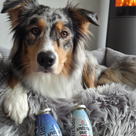 Produktvideo zur limitierten SmoothieDog Winter Edition 2026 in den Sorten Wild und Pute. Gezeigt werden die winterlichen Hundesmoothies als Après-Ski-Snack für Hunde, ihre natürlichen Zutaten sowie verschiedene Anwendungsmöglichkeiten als Snack, Trinkwasserzugabe oder Schleckbeschäftigung nach dem Winterspaziergang. Erhältlich als 3er-Pack (3x 250ml.), 6er-Pack (6x 250ml.) und 12er-Pack (12x 250ml.).