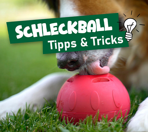Schleckball für Hunde – interaktives Spielzeug zur Beschäftigung und Belohnung mit Tipps und Tricks für die Anwendung